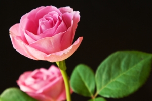 Best Pink Roses9991412782 300x200 - Best Pink Roses - Roses, Rose, Pink, Best